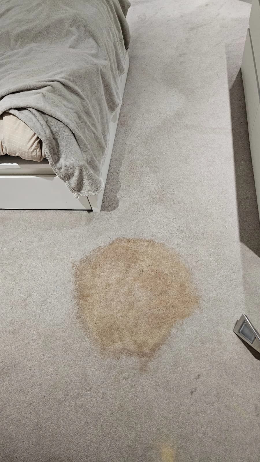 Pet Stain & Odor Removal - before cleaning
