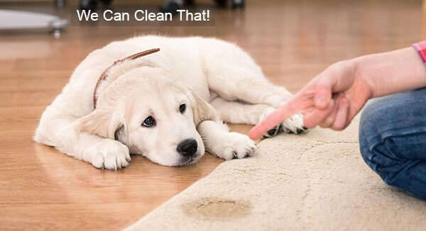Pet Stain and Odor Removal